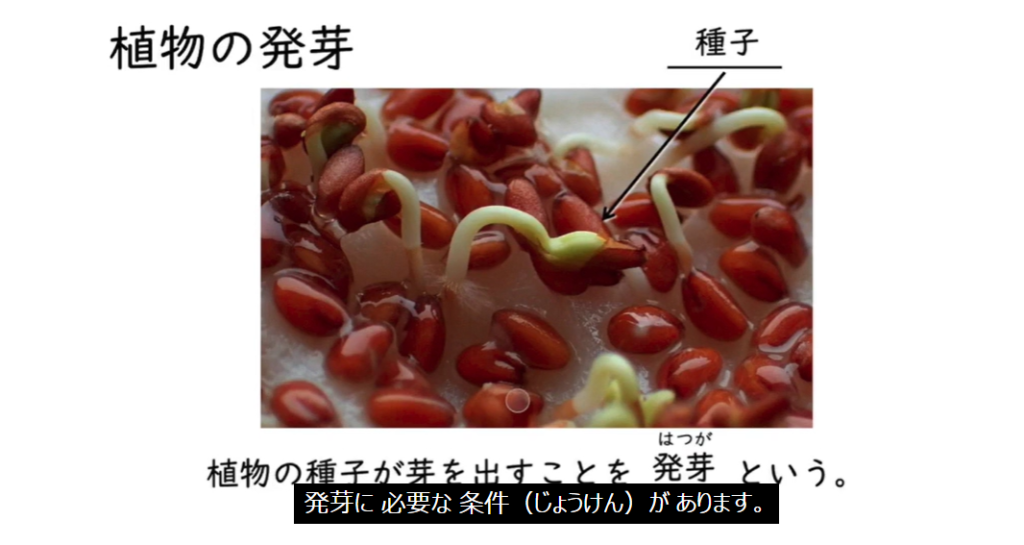 植物の発芽について説明した種子の画像。「植物の種子が芽を出すことを発芽という。発芽に必要な条件（じょうけん）があります。」